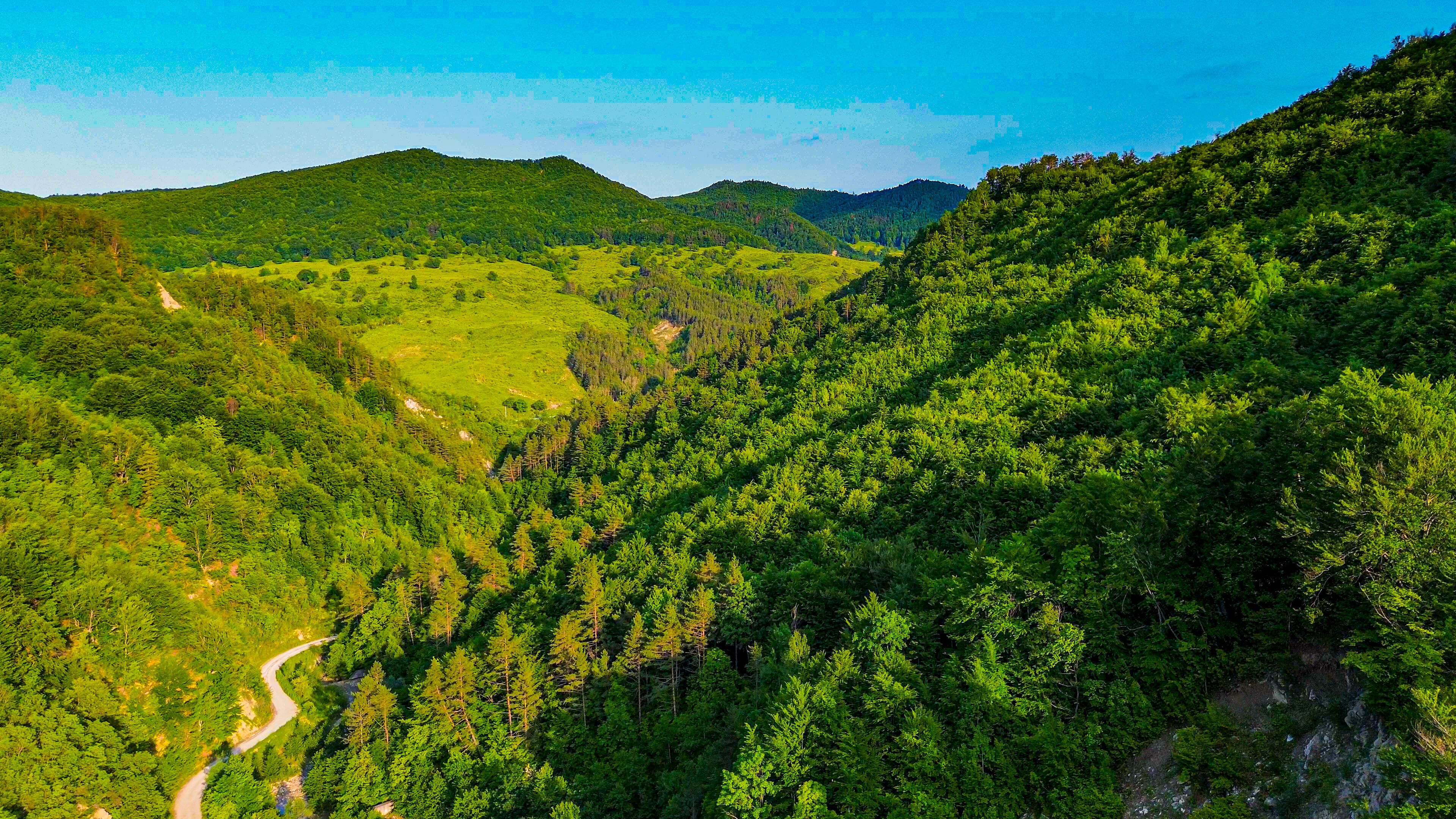 Print Releaf reforestation